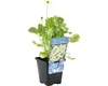 Weiße Sumpfdotterblume FloraSelf Caltha palustris 'Alba' H Produktbild-Vorschau 2