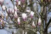 Magnolia soulangiana 'Heaven Scent', Magnolie, rosa Blüten, Produktbild-Vorschau 2