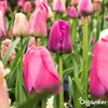500 Tulpenzwiebeln – 5 farbenfrohe Sorten Produktbild-Vorschau 4