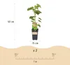 Vitis vinifera „Himrod“ – bílé bezsemenné hrozny – 15cm Náhled obrázku produktu 4