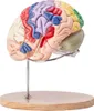 Anatomie des menschlichen Gehirns, 4-teiliges anatomisches Produktbild-Vorschau 10
