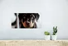 MuchoWow® Poster Jung - Hund - Kamera 40x20 cm - Poster für Produktbild-Vorschau 5