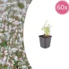 Gaura lindheimeri Candela splendida Piantina perenne 60 Anteprima dell’immagine prodotto 3