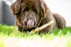 TRIXIE 31325, Hund, Rohhaut Produktbild-Vorschau 4
