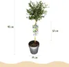 Lillà californiano Ceanothus thyrsiflorus Repens Ø19cm Anteprima dell’immagine prodotto 4