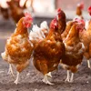 reine Kieselgur 10kg Diatomeenerde für Hühner Pulver Produktbild-Vorschau 7