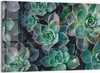 DEQORI Glasbild Echtglas 90x60 cm 'Sukkulente Pflanzen' Produktbild-Vorschau 1