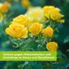 Protect Garden Curamat AZ Universal-Pilzfrei 1 L Produktbild-Vorschau 3