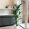 Kencja - Howea forsteriana - Wysokość 130-140cm - ⌀21cm Podgląd zdjęcia produktu 6