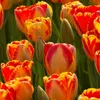 Tulipes Banja Luka bulbes de fleurs 50 pièces. Voir les images du produit 6