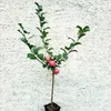 A small apple tree with several red apples and green leaves, planted in a black pot, stands against a textured light gray wall. Produktbild-Vorschau