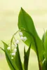 Maiglöckchen, im Topf - Convallaria majalis, weiß Produktbild-Vorschau 5