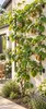 Kiwi ‘Hayward’ 50–70 cm – weibliche Actinidia deliciosa – Produktbild-Vorschau 3