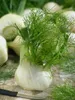 Foeniculum vulgare, Fenchel, aromatisch, ca. 9x9 cm Topf Produktbild-Vorschau 14