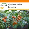 SAFLAX Garden in the bag - Tropický rajský strom / Náhled obrázku produktu 10
