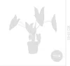 Alocasia Zebrina, Elefantenohr, Zimmerpflanze, 50-70 cm, Produktbild-Vorschau 7