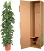 Herzblatt Philodendron Scandens - Zimmerpflanze - 150cm - Produktbild-Vorschau 3