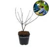 Lonicera "Larisa", chèvrefeuille, 3 plants en pot de 9 cm Voir les images du produit 5