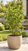 Felsenbirne ‘Prince William’ – Amelanchier, winterharter Produktbild-Vorschau 1