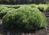Pinus mugo 'Pumilio', Bergkiefer, kompakt, 25–30 cm Produktbild-Vorschau 8