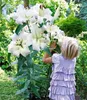 BALDUR Garten 9er Tree-Lily®-Kollektion 4 Farben, Zwiebeln, Produktbild-Vorschau 2