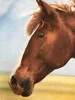 Herding Flanell Bettwäsche mit Pferd 135 x 200 cm 80 x 80 Produktbild-Vorschau 4