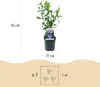 Green boutiQ - Arbustes - Hibiscus syriacus Oiseau Blue - Voir les images du produit 3