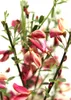 Elfenbeinginster ` Cytisus praecox Hollandia ` Ginster Produktbild-Vorschau 2
