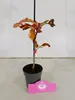 A small potted plant with red and orange leaves, standing on a light gray surface against a white background. Anteprima dell’immagine prodotto