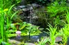 A small solar-powered fountain in a pond with water lilies and surrounding greenery. Náhľad obrázku produktu