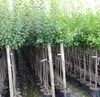 A row of young trees in pots, lined up for sale. Produktbild-Vorschau