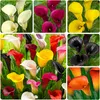 Bulbes de callas, résistants au froid, vivaces - Voir les images du produit 1