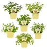 Variétés de menthe inhabituelles. Coffret de 6 plantes Voir les images du produit 1