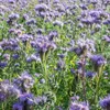 Phacelia Tanacetifolia, pianta del miele - semi biologici - Anteprima dell’immagine prodotto 3