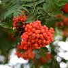 Eberesche Sorbus Edulis Wildobst leuchtend rote Früchte Produktbild-Vorschau 1