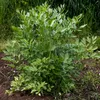 Bloomique - Zestaw 3 szt. - Levisticum Officinale - Lubczyk Podgląd zdjęcia produktu 1
