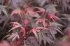 Acer palmatum 'Shaina', Japanischer Ahorn, kompakt, 60–80 Produktbild-Vorschau 7