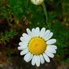 6 x Römische Scheinkamille - Chamaemelum nobile  | Topf 9cm Produktbild-Vorschau 2