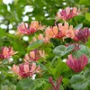 2 x Geißblatt American Beauty (Lonicera): 2-er set Produktbild-Vorschau 6