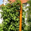 A close-up of a green vine plant growing on a wooden trellis in front of a house. Anteprima dell’immagine prodotto