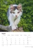Katzen Kalender 2027 Produktbild-Vorschau 14