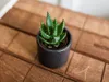 Gardners Aloe mix, priemer 6 cm Náhľad obrázku produktu 2
