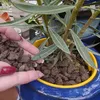 Vulkanasche 5 l - Hochwertig - Nährstoffreich - Für Garten Produktbild-Vorschau 5