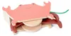 BS Toys Houten Krab met Trekkoord Voir les images du produit 3