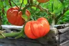 SAFLAX - BIO - Tomate - Ochsenherz - 10 Samen - Solanum Produktbild-Vorschau 9
