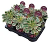 Aeonium Sunburst - Rosetten-Dickblatt - Rarität - 14cm Topf Podgląd zdjęcia produktu 3