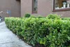 Stauden Gänge 10 x Ilex crenata 'Green Hedge' - Japanische Produktbild-Vorschau 5