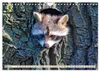 Waschbär - Niedlicher Allesfresser (Wandkalender 2027 DIN Produktbild-Vorschau 6