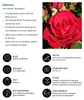 Dehner Rose Edelrose Störtebeker®, Züchter Tantau, rote Produktbild-Vorschau 2