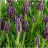 Plants by Frank - Lavandula stoechas Anouk® - Pot de 12 cm Voir les images du produit 3